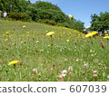 蒲公英 607039