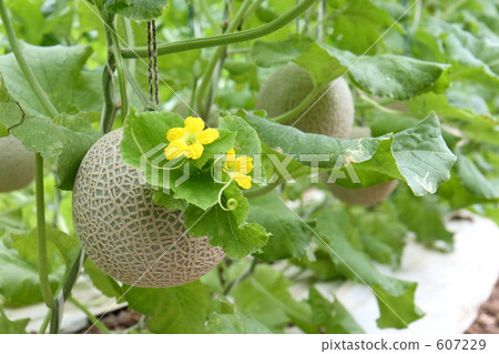 Fruit mask melon in the house 607229