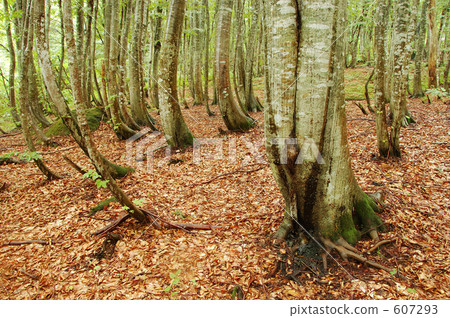 beech forest, taigaku nature observation forest education, virgin forest 607293