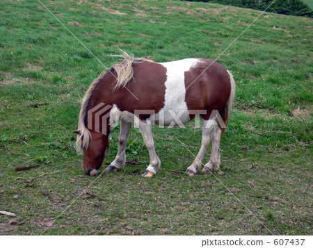 A horse that horses grass 607437