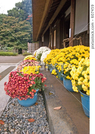 Chrysanthemum of an old private house 607459