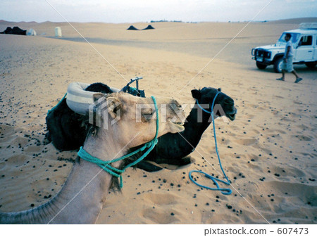 desert, deserts, camel 607473