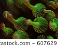 underwater photograph, in the sea, undersea 607629