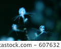 underwater photograph, in the sea, undersea 607632
