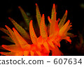 underwater photograph, in the sea, undersea 607634