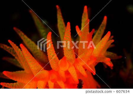 underwater photograph, in the sea, undersea 607634