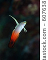 goby, wax tree, saltwater fish 607638