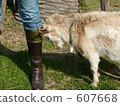 Goat head butt 607668