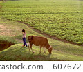 Vietnamese countryside 607672