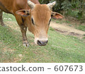 Cow Up 607673