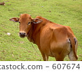 Behind the cow 607674