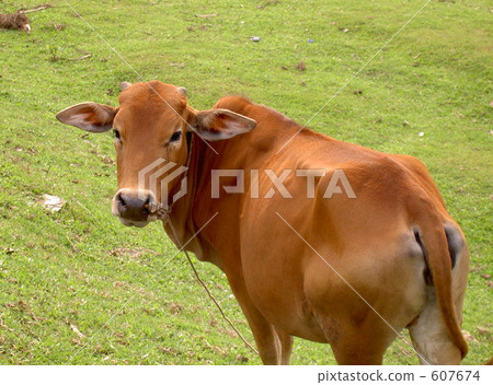 Behind the cow Behind the cow 607674