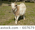 Goat  607679