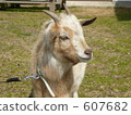 Goat's face 607682
