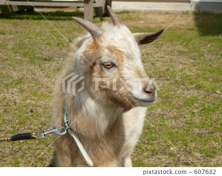 Goat's face Goat's face 607682