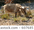 Goat meal 607685