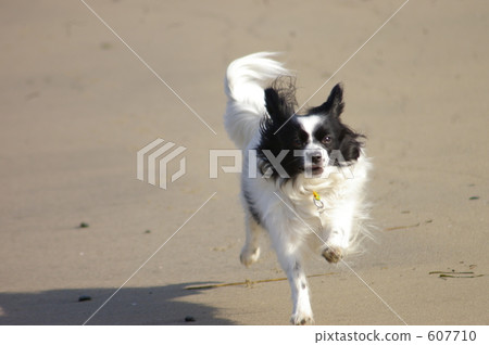 papillon, run, running 607710