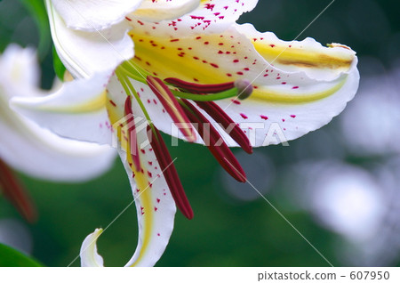 Yuri Yori no Hana 607950