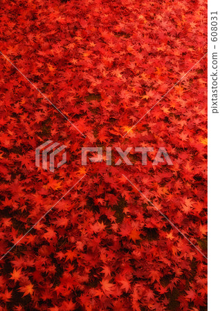 Autumn leaves 17 608031