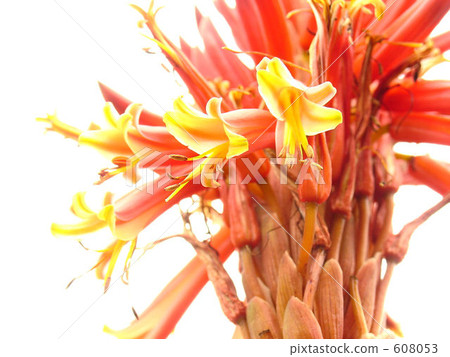 Flower of Kidachiaroe 608053