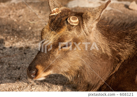 廣島 鹿 陸上動物 608121