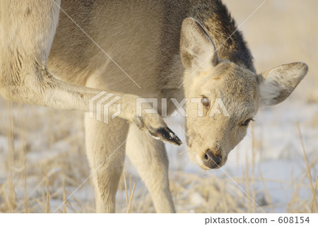 狂野的ezoshika抓臉 狂野的ezoshika抓臉 608154