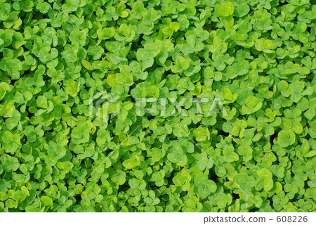 Clover carpet 608226