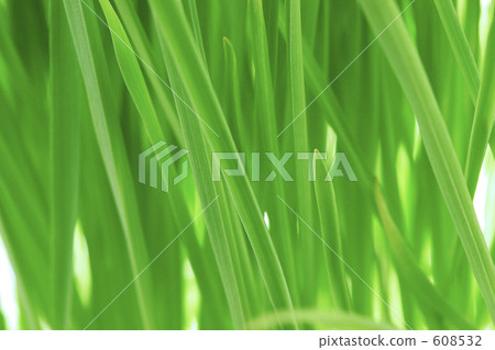 Green grass Green grass 608532