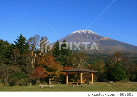 楓樹 紅楓 楓葉 608603