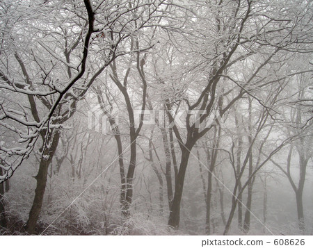 降雪 山林 森林 608626
