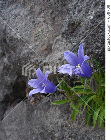 風鈴金蓮 風鈴金蓮 608709