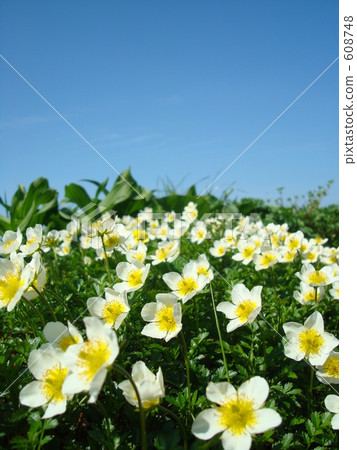 岩手的Tingleum 608748