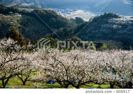 白梅花山 白梅花山 608917