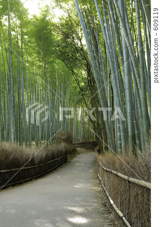  Bamboo grove 609119