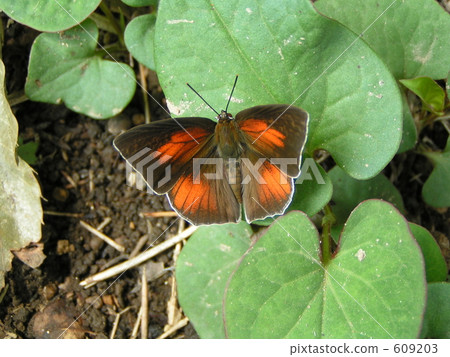angled sunbeam, curetis acuta, butterfly 609203