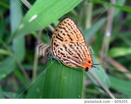 butterfly, butterflies, day 609205