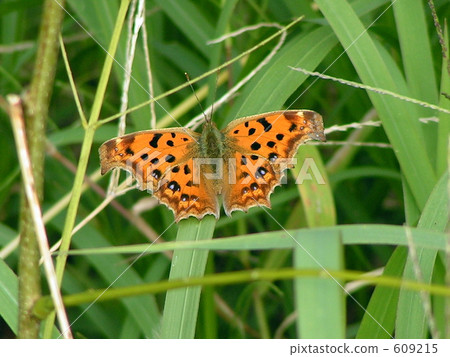 白鉤蛺蝶 蝴蝶 天 609215