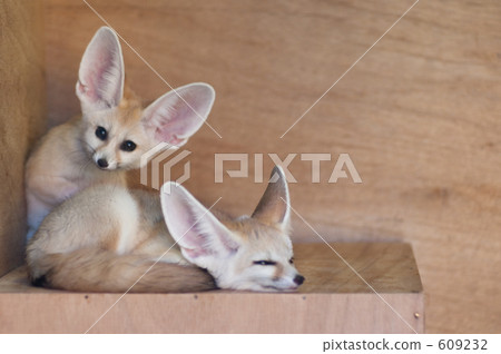 Inokashira動物園的Fenec兄弟 Inokashira動物園的Fenec兄弟 609232