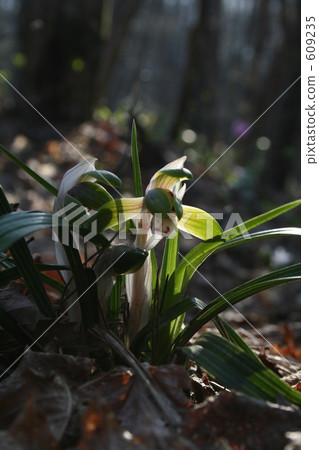 早春花順林 609235