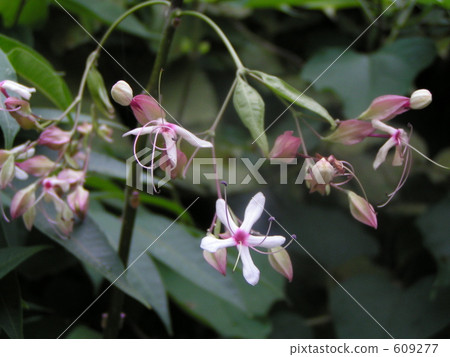 harlequin glorybower, bloom, blossom 609277