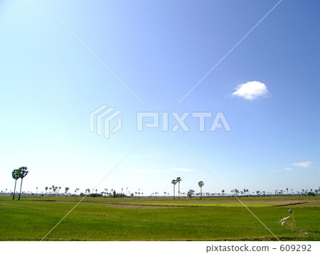 稻米和天空在柬埔寨 609292