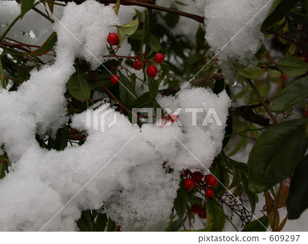 Snow cover Shrub shrubs 609297