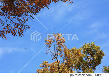Leaves dancing in the wind Leaves dancing in the wind 609360
