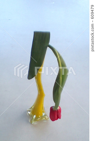 Wilted tulip · · · Shobo-n 609479