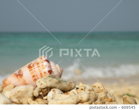 sea-shell, shell, water's edge 609545