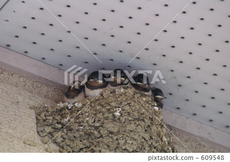 Cute little swallow's fifth baby Cute little swallow's fifth baby 609548