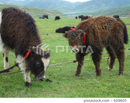 西藏的雅庫 609605