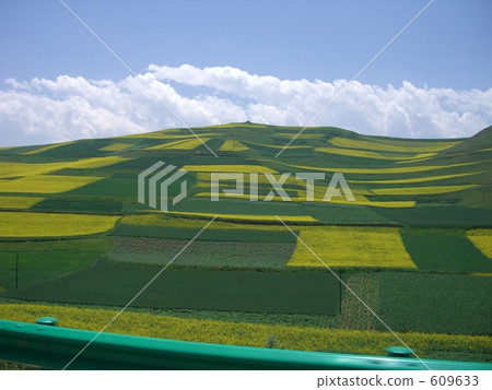 Rape field of Qinghai Tibet 609633