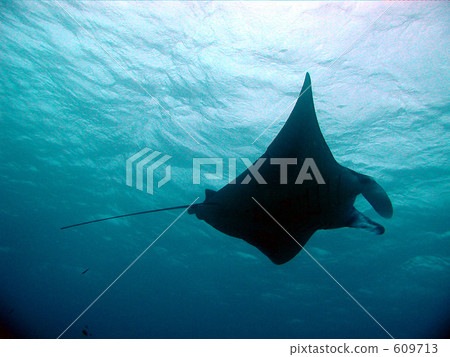 Ishigakijima Manta Scramble Ishigakijima Manta Scramble 609713