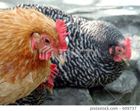 Chicken to indulge in thought 609737